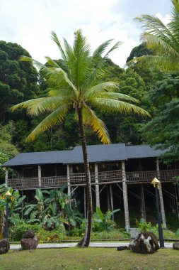 Palmiye ağacı, Sarawak Kültür Köyü