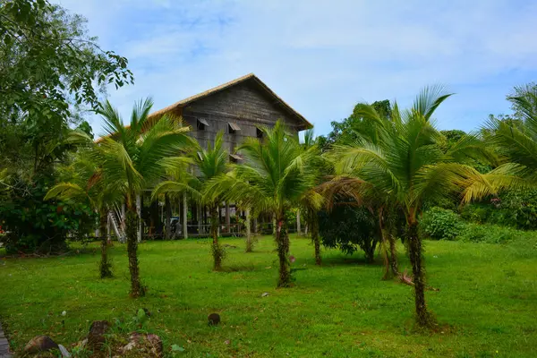 Palmiye ağaçları, Sarawak Kültür Köyü