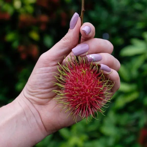 Kırmızı Dikenli Rambutan elinde