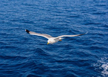 Martı uçuyor, Thasos, Yunanistan