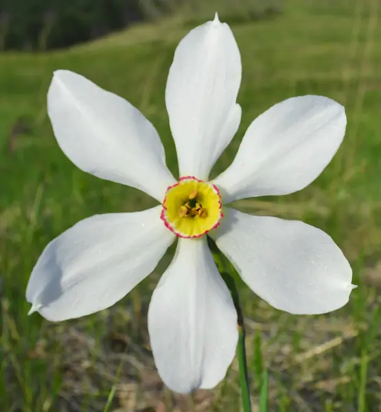 Beyaz nergis Narcissus Çiçeği