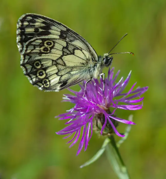 Pembe bir çiçekte kelebek