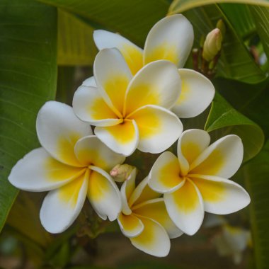 Frangipani çiçekleri, Apocynaceae familyasından Rauvolfioideae familyasından bir bitki cinsidir.