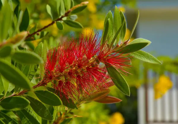Kırmızı çiçek, Callistemon sitrinus - Kırmızı şişe fırçası