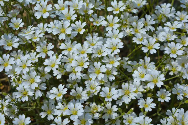 Saxifraga - Bahçede beyaz çiçekler