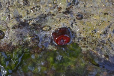Boncuk şakayığı, kısa, kalın dokunaçlı tıknaz bir şakayık.