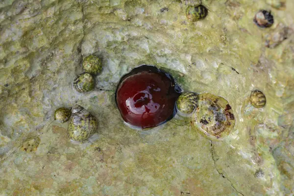 Boncuk şakayığı, kısa, kalın dokunaçlı tıknaz bir şakayık.