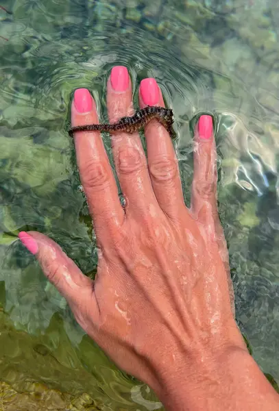 Deniz atı suda, el üstünde.