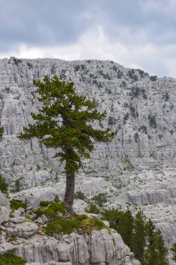 Doğada bir ağaç, Karadağ ve Maganik