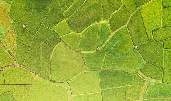 Aerial view drone fly over the green and yellow rice field, Agriculture in rice fields for cultivation in Nan Province, Natural the texture for background, Paddy rice fields