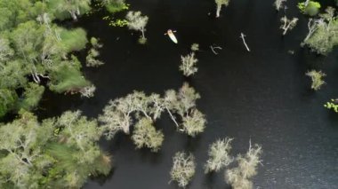 Ulusal parktaki tropikal mangrov ormanlarındaki turistlerin hava görüntüsü. Rayong Botanik, Tayland 'daki mangrov ormanlarında kano ya da turistler. Geçmişi güzel bir seyahat yeri. B rulosu.