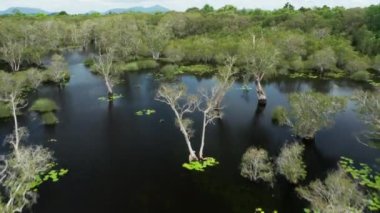 Ulusal parktaki tropikal mangrov ormanlarındaki turistlerin hava görüntüsü. Rayong Botanik, Tayland 'daki mangrov ormanlarında kano ya da turistler. Geçmişi güzel bir seyahat yeri. B rulosu.