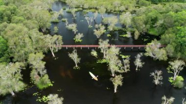 Ulusal parktaki tropikal mangrov ormanlarındaki turistlerin hava görüntüsü. Rayong Botanik, Tayland 'daki mangrov ormanlarında kano ya da turistler. Geçmişi güzel bir seyahat yeri. B rulosu.