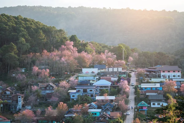 泰国Phitsanulok的Ban Rong Kla村与野生喜马拉雅山樱桃花的空中景观 冬季美丽的风景 — 图库照片