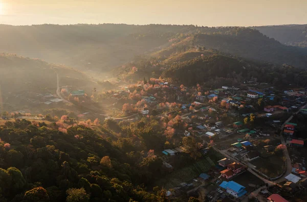 Tayland Phitsanulok Vahşi Himalaya Kiraz Çiçekli Ban Rong Kla Köyü — Stok fotoğraf