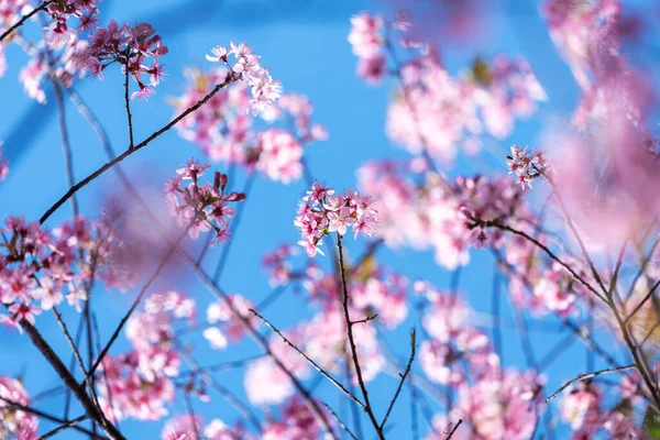 Rosa Blüte Mit Blauem Himmel Hintergrund Zweige Der Wilden Himalaya — Stockfoto