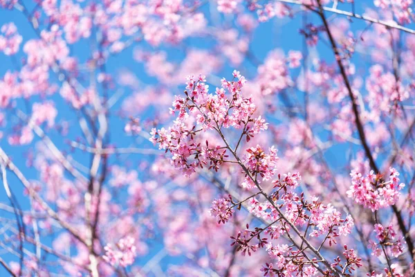 Rosa Blüte Mit Blauem Himmel Hintergrund Zweige Der Wilden Himalaya — Stockfoto