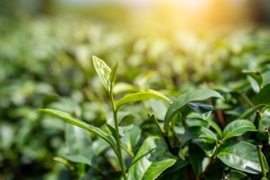 Sabah yeşil çay yaprağının tepesinde, çay tarlasında. Yeşil çay tomurcuğu ve yapraklar.