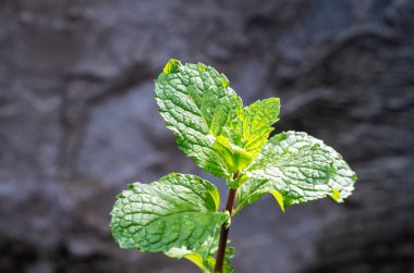 Aromatik özellikleri olan nane yaprağı yeşili bitkiler ve toprak örtüsü olarak da taze sarmaşık. Organik bahçede taze nane ağacı.