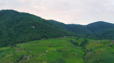 Tayland, Chiang Mai 'de, Ban pa bong piang' da bulunan harika bir teraslı pirinç manzarası. Yüksek dağ pirinç tarımı aynı zamanda turistler için de ünlü bir turizm merkezidir. 4k görüntüsü..