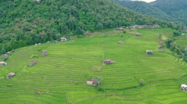 Tayland, Chiang Mai 'de, Ban pa bong piang' da bulunan harika bir teraslı pirinç manzarası. Yüksek dağ pirinç tarımı aynı zamanda turistler için de ünlü bir turizm merkezidir. 4k görüntüsü..