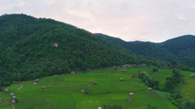 Tayland, Chiang Mai 'de, Ban pa bong piang' da bulunan harika bir teraslı pirinç manzarası. Yüksek dağ pirinç tarımı aynı zamanda turistler için de ünlü bir turizm merkezidir. 4k görüntüsü..