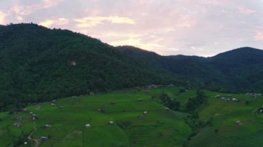 Tayland, Chiang Mai 'de, Ban pa bong piang' da bulunan harika bir teraslı pirinç manzarası. Yüksek dağ pirinç tarımı aynı zamanda turistler için de ünlü bir turizm merkezidir. 4k görüntüsü..