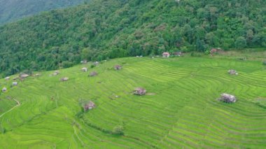 Tayland, Chiang Mai 'de, Ban pa bong piang' da bulunan harika bir teraslı pirinç manzarası. Yüksek dağ pirinç tarımı aynı zamanda turistler için de ünlü bir turizm merkezidir. 4k görüntüsü..