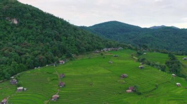 Tayland, Chiang Mai 'de, Ban pa bong piang' da bulunan harika bir teraslı pirinç manzarası. Yüksek dağ pirinç tarımı aynı zamanda turistler için de ünlü bir turizm merkezidir. 4k görüntüsü..