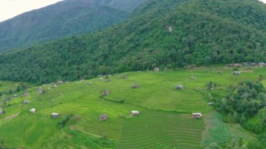 Tayland, Chiang Mai 'de, Ban pa bong piang' da bulunan harika bir teraslı pirinç manzarası. Yüksek dağ pirinç tarımı aynı zamanda turistler için de ünlü bir turizm merkezidir. 4k görüntüsü..
