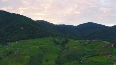 Tayland, Chiang Mai 'de, Ban pa bong piang' da bulunan harika bir teraslı pirinç manzarası. Yüksek dağ pirinç tarımı aynı zamanda turistler için de ünlü bir turizm merkezidir. 4k görüntüsü..