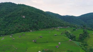 Tayland, Chiang Mai 'de, Ban pa bong piang' da bulunan harika bir teraslı pirinç manzarası. Yüksek dağ pirinç tarımı aynı zamanda turistler için de ünlü bir turizm merkezidir. 4k görüntüsü..