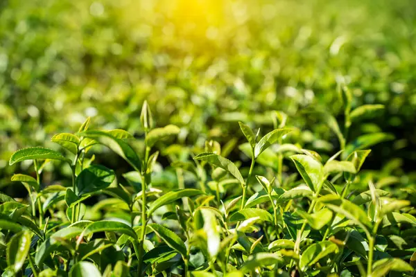 Topo Folha Chá Verde Pela Manhã Plantação Chá Bud Chá — Fotografia de Stock