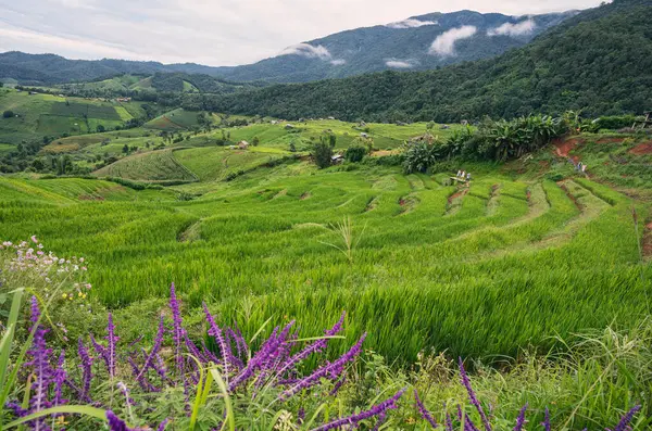 Baan Bong Peang Maecham Chiangmai Tayland Pirinç Terası — Stok fotoğraf