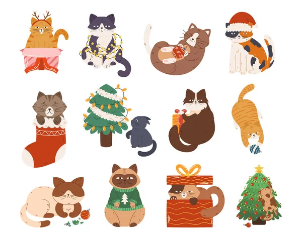 Set Cute Christmas Cats Funny Pets Feline Characters Sit Gift — Stock Vector