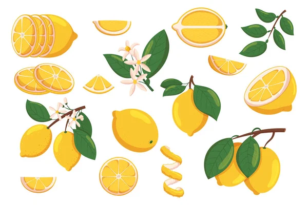 Σύνολο Λεμονιών Φέτες Και Ολόκληρα Εσπεριδοειδή Φρούτα Ανθισμένα Λουλούδια Κλαδιά — Διανυσματικό Αρχείο