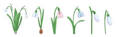 Snowdrop Flowers Isolated on White Background. Spring Blossoms Blooming, Floral Design Elements for Springtime Invitation or Greeting Card. Beautiful Forest Plants. Cartoon Vector Illustration