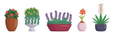 Set of Garden and Street Plants in Vases and Pots. Potted Flowers and Wonderful Blossoms Growing and Blooming Isolated on White Background. Flowerpots with Floral Plants, Cartoon Vector Illustration