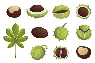 Set of Chestnut Ripe Fruits, Green Leaf, Whole, Broken Nuts Isolated Icons on White Background. Organic Seasonal Seeds, Tasty and Healthy Snack Kernels and Spiked Peel. Cartoon Vector Illustration