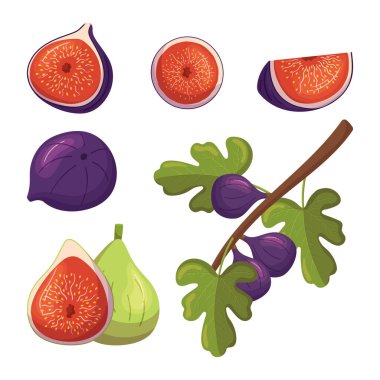 Tatlı Sulu İncirli Tüm Meyve Suyu ve Yapraklı Kesme ve Ağaç Dalları. Lifli, antioksidanlı, vitaminli. Sağlıklı yiyecekler, tatlılar, meyve suları için çok yönlü bileşenler. Çizgi film Vektör İllüstrasyonu