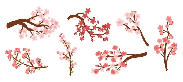 Set Sakura Cherry Branches Pink Blooming Flowers Isolated White Background — Vetor de Stock