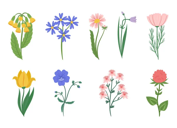 Set Wildflowers Büszkélkedhet Keveréke Finom Robusztus Virágokat Mint Daisies Poppies — Stock Vector