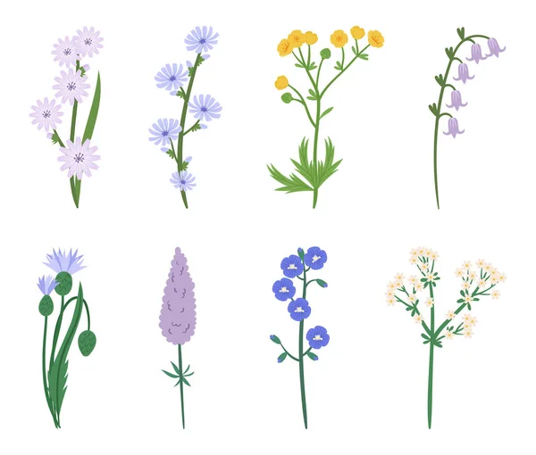 Set Wildflowers Aranyos Wild Meadow Tavaszi Virágok Kék Sárga Orgona — Stock Vector