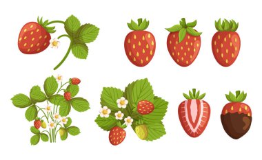 Çilekli tatlı, sulu kırmızı böğürtlenli, küçük tohumlu ve yeşil yapraklı, tatlılar ve içecekler. Besleyici C vitamini, lif ve antioksidan kaynağı. Çizgi film Vektör İllüstrasyonu