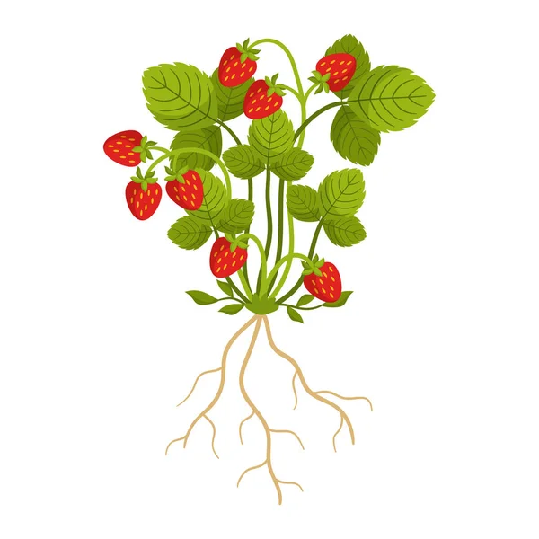 백지에서 딸기를 Fragrant Red Juicy Berries Grow Sprailing Green Runners — 스톡 벡터