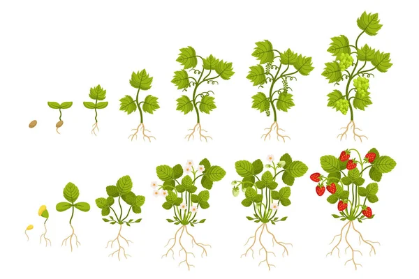 Fraises Raisins Calendrier Croissance Qui Comprend Plantation Semences Germination Stade — Image vectorielle