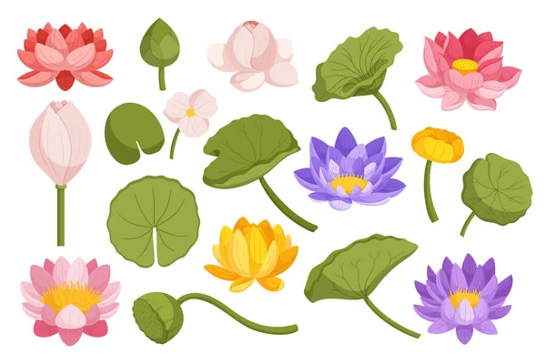 Água Lily Lotus Set Coleção Deslumbrantes Flores Folhas Lírio Lótus —  Vetores de Stock
