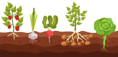 Toprakta sebzeli biber, sarımsak, turp, patates ve lahana yetiştirmenin kesitli görüntüsü kök ve yapraklar ortaya çıkarken toprakla iç içe geçmiş kökleri açığa çıkarıyor. Çizgi film Vektör İllüstrasyonu