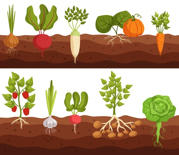 Les Légumes Poussent Dans Sol Vue Transversale Oignon Betterave Daikon — Image vectorielle