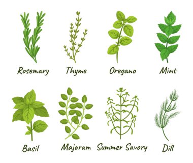 Basil, Thyme, Rosemary, Oregano, Nane, Marjoram, Summer Savory and Dill gibi aşçılık için kullanılan çeşitli otlardan oluşan bir mutfak bitkisi seti. Çizgi film Vektör İllüstrasyonu